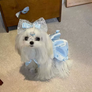 Pet supplies Pet clothes No.004(Sale in group of 2)